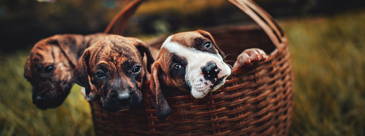 Basket Puppies