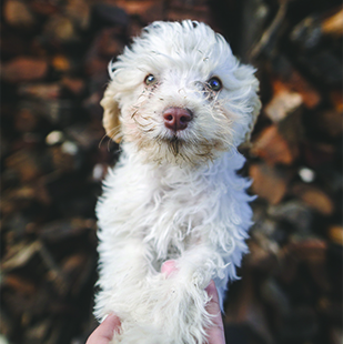 White Puppy